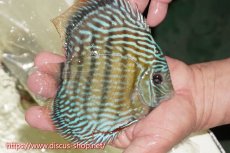 画像2: 【ワイルドディスカス】【通販】【伝説の産地　7年ぶり？の入荷】ラーゴクルムクリロイヤルエメラルド【個体販売】14-16cm（生体）クルムクリ産 (2)