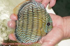 画像2: 【ワイルドディスカス】【通販】【伝説の産地　7年ぶり？の入荷】ラーゴクルムクリロイヤルエメラルド【個体販売】14-16cm（生体）クルムクリ産 (2)