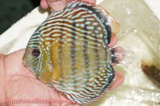 画像1: 【ワイルドディスカス】【通販】【伝説の産地　7年ぶり？の入荷】ラーゴクルムクリロイヤルエメラルド【個体販売】14-16cm（生体）クルムクリ産 (1)