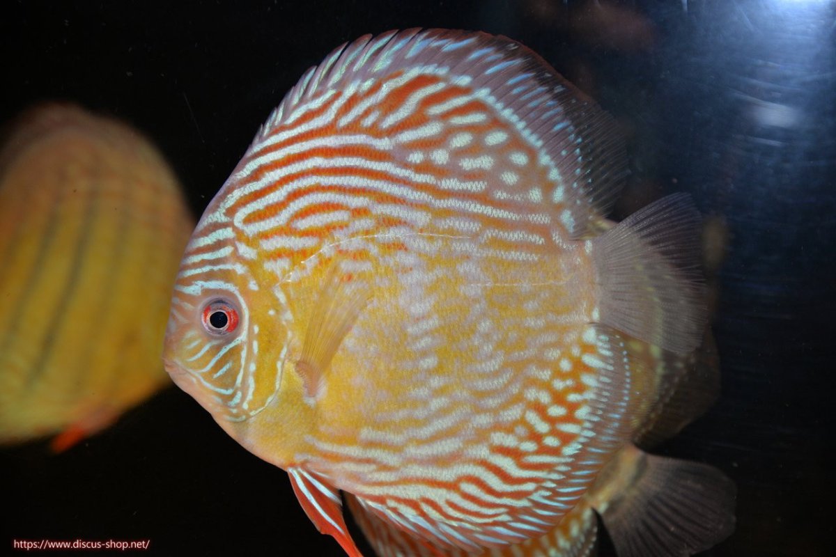 画像2: 【30周年記念セール対象個体】【ワイルドディスカス】【通販】【伝説の産地　7年ぶり？の入荷】ラーゴクルムクリロイヤルエメラルド【個体販売】14-16cm（生体）クルムクリ産 (2)