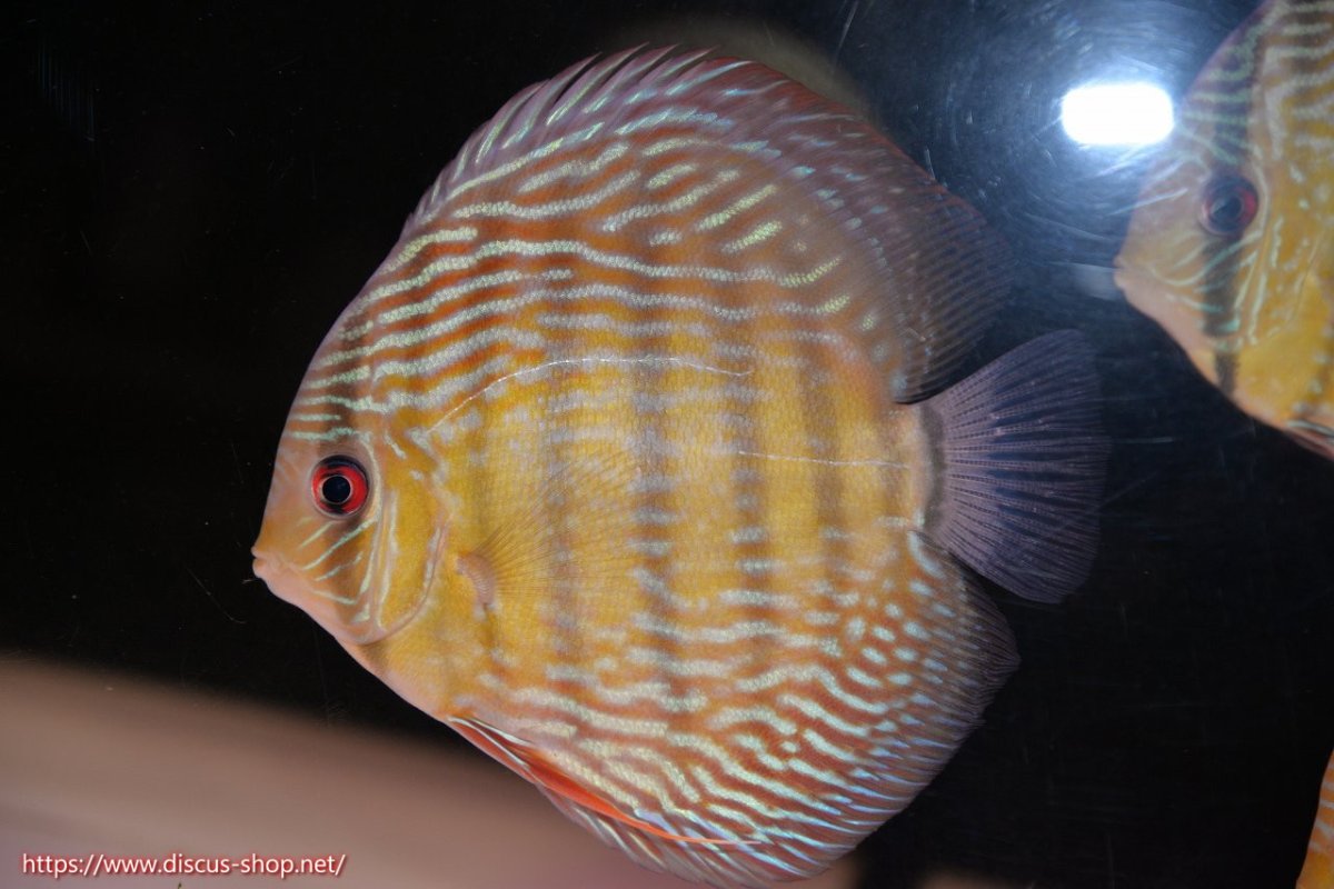 画像1: 【30周年記念セール対象個体】【ワイルドディスカス】【通販】【伝説の産地　7年ぶり？の入荷】ラーゴクルムクリロイヤルエメラルド【個体販売】14-16cm（生体）クルムクリ産 (1)