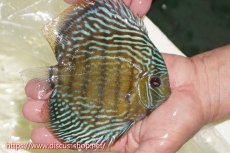 画像2: 【ワイルドディスカス】【通販】【伝説の産地　7年ぶり？の入荷】ラーゴクルムクリロイヤルエメラルド【個体販売】14-16cm（生体）クルムクリ産 (2)