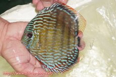 画像1: 【ワイルドディスカス】【通販】【伝説の産地　7年ぶり？の入荷】ラーゴクルムクリロイヤルエメラルド【個体販売】14-16cm（生体）クルムクリ産 (1)