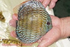 画像2: 【ワイルドディスカス】【通販】【伝説の産地　7年ぶり？の入荷】ラーゴクルムクリロイヤルエメラルド【個体販売】14-16cm（生体）クルムクリ産 (2)