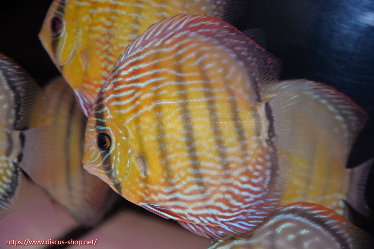 画像1: 【30周年記念セール対象個体】【ワイルドディスカス】【通販】【伝説の産地　7年ぶり？の入荷】ラーゴクルムクリロイヤルエメラルド【個体販売】14-16cm（生体）クルムクリ産 (1)