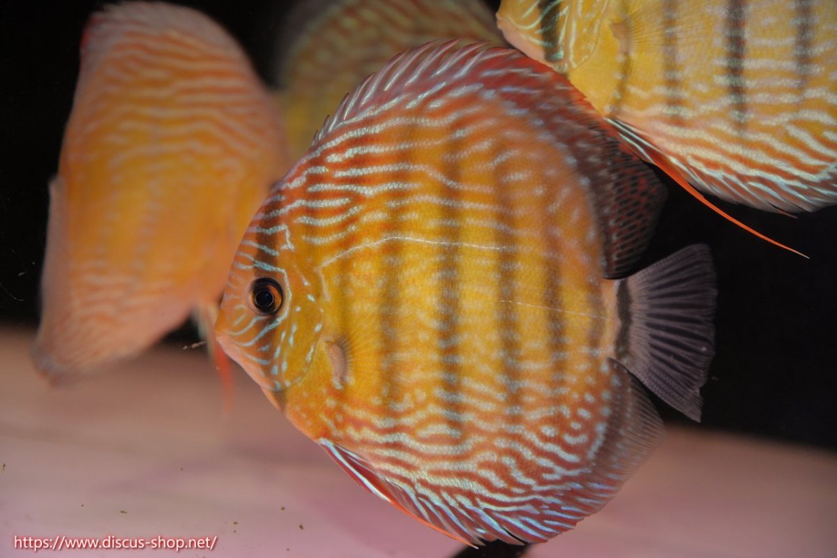 画像2: 【30周年記念セール対象個体】【ワイルドディスカス】【通販】【伝説の産地　7年ぶり？の入荷】ラーゴクルムクリロイヤルエメラルド【個体販売】14-16cm（生体）クルムクリ産 (2)