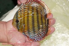 画像4: 【30周年記念セール対象個体】【ワイルドディスカス】【通販】【伝説の産地　7年ぶり？の入荷】ラーゴクルムクリロイヤルエメラルド【個体販売】14-16cm（生体）クルムクリ産 (4)