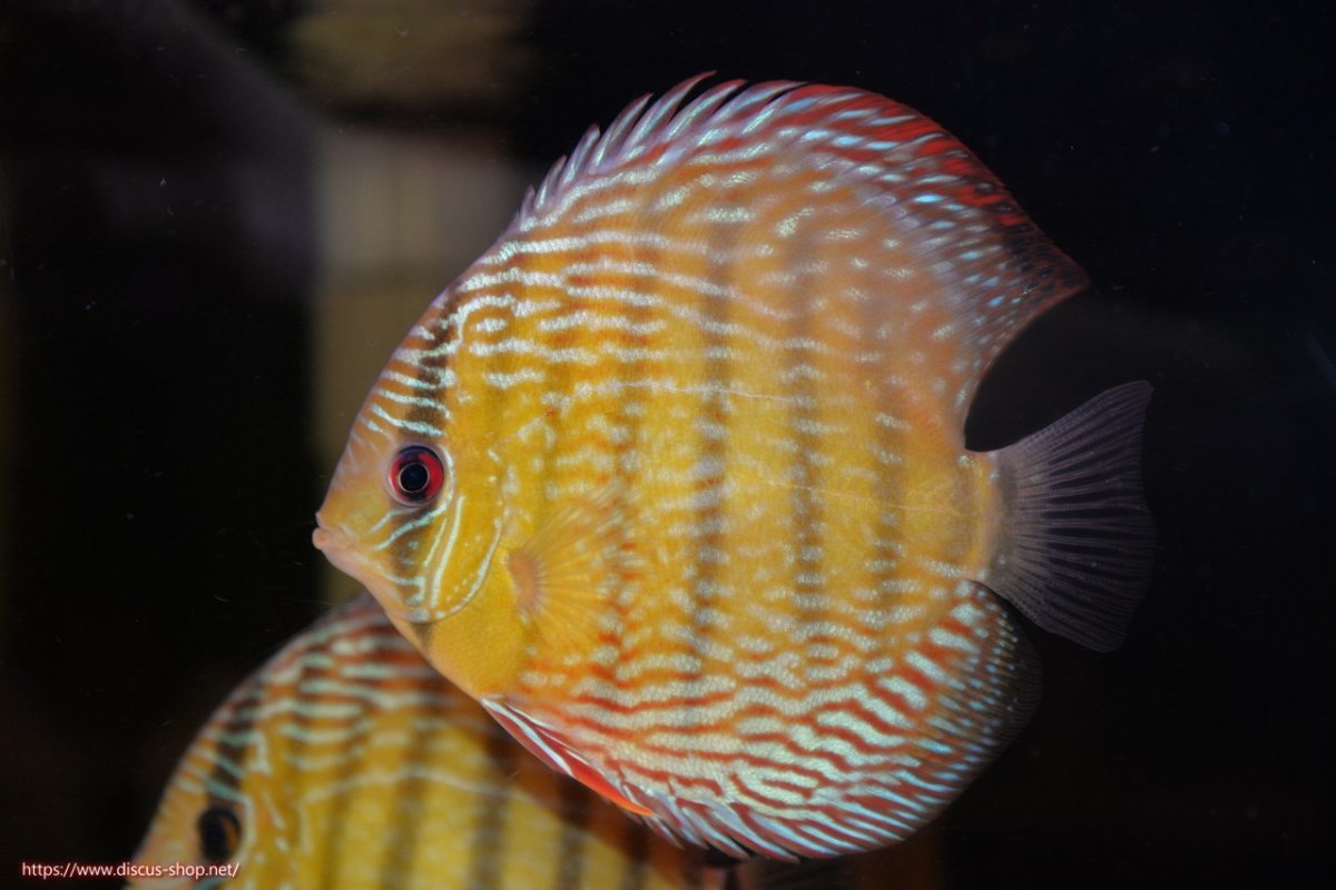 画像2: 【30周年記念セール対象個体】【ワイルドディスカス】【通販】【伝説の産地　7年ぶり？の入荷】ラーゴクルムクリロイヤルエメラルド【個体販売】14-16cm（生体）クルムクリ産 (2)