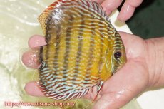 画像2: 【ワイルドディスカス】【通販】【伝説の産地　7年ぶり？の入荷】ラーゴクルムクリロイヤルエメラルド【個体販売】14-16cm（生体）クルムクリ産 (2)