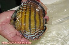 画像1: 【ワイルドディスカス】【通販】【伝説の産地　7年ぶり？の入荷】ラーゴクルムクリブライトブルー【個体販売】14-16cm（生体）クルムクリ産 (1)