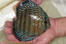 画像3: 【30周年記念セール対象個体】【ワイルドディスカス】【通販】【伝説の産地　7年ぶり？の入荷】ラーゴクルムクリブライトブルー【個体販売】14-16cm（生体）クルムクリ産 (3)