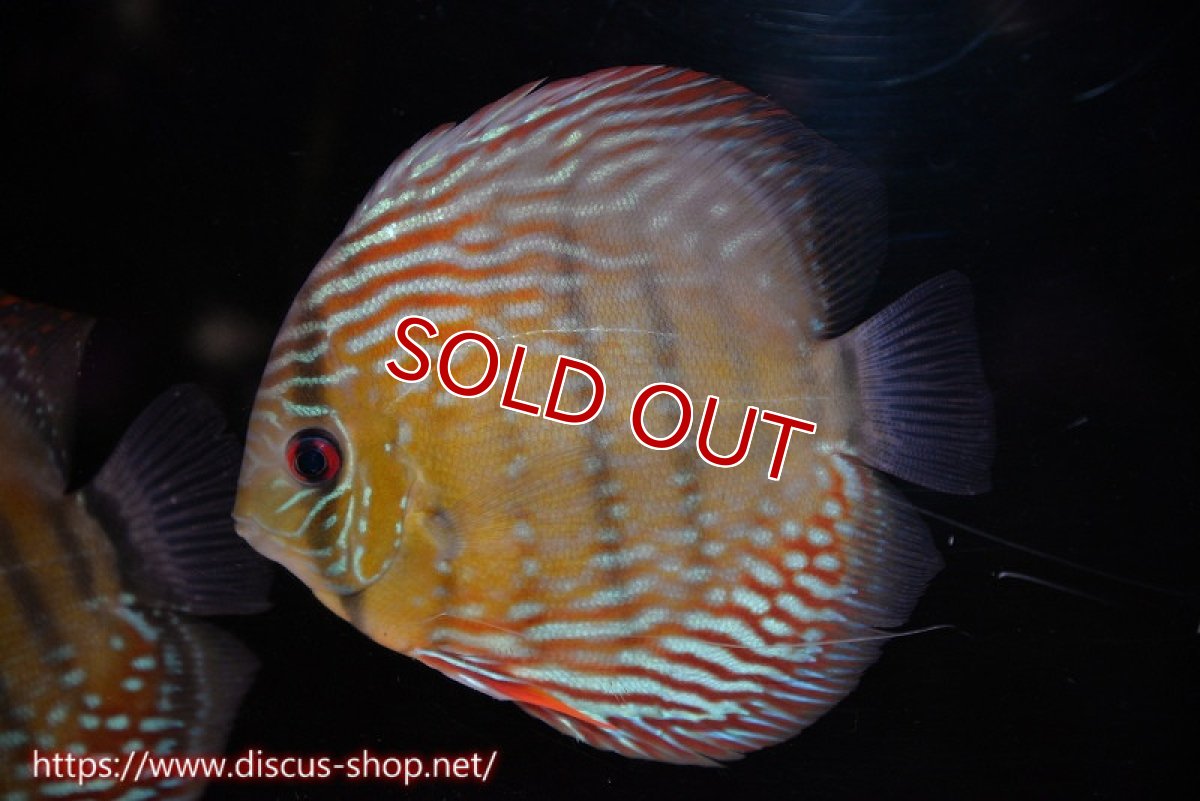 画像1: 【水槽整理のため完全在庫処分　2匹以上ご購入で合計金額から50％OFF】【ワイルドディスカス】【通販】【伝説の産地　7年ぶり？の入荷】ラーゴクルムクリブライトブルー【個体販売】14-16cm（生体）クルムクリ産 (1)