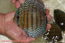 画像1: 【ワイルドディスカス】【通販】【伝説の産地　7年ぶり？の入荷】ラーゴクルムクリブライトブルー【個体販売】14-16cm（生体）クルムクリ産 (1)