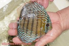 画像3: 【30周年記念セール対象個体】【ワイルドディスカス】【通販】【伝説の産地　7年ぶり？の入荷】ラーゴクルムクリブライトブルー【個体販売】14-16cm（生体）クルムクリ産 (3)