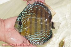 画像1: 【ワイルドディスカス】【通販】【伝説の産地　7年ぶり？の入荷】ラーゴクルムクリブライトブルー【個体販売】14-16cm（生体）クルムクリ産 (1)