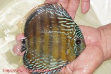 画像2: 【ワイルドディスカス】【通販】【伝説の産地　7年ぶり？の入荷】ラーゴクルムクリブライトブルー【個体販売】14-16cm（生体）クルムクリ産 (2)