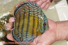 画像2: 【ワイルドディスカス】【通販】【伝説の産地　7年ぶり？の入荷】ラーゴクルムクリブライトブルー【個体販売】14-16cm（生体）クルムクリ産 (2)