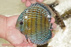 画像1: 【ワイルドディスカス】【通販】【伝説の産地　7年ぶり？の入荷】ラーゴクルムクリブライトブルー【個体販売】14-16cm（生体）クルムクリ産 (1)