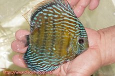 画像2: 【ワイルドディスカス】【通販】【伝説の産地　7年ぶり？の入荷】ラーゴクルムクリブライトブルー【個体販売】14-16cm（生体）クルムクリ産 (2)