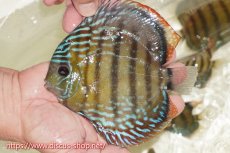 画像1: 【ワイルドディスカス】【通販】【伝説の産地　7年ぶり？の入荷】ラーゴクルムクリブライトブルー【個体販売】14-16cm（生体）クルムクリ産 (1)