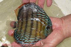 画像2: 【ワイルドディスカス】【通販】【伝説の産地　7年ぶり？の入荷】ラーゴクルムクリブライトブルー【個体販売】14-16cm（生体）クルムクリ産 (2)