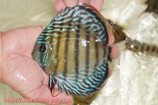 画像1: 【ワイルドディスカス】【通販】【伝説の産地　7年ぶり？の入荷】ラーゴクルムクリブライトブルー【個体販売】14-16cm（生体）クルムクリ産 (1)