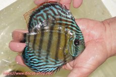 画像2: 【ワイルドディスカス】【通販】【伝説の産地　7年ぶり？の入荷】ラーゴクルムクリブライトブルー【個体販売】14-16cm（生体）クルムクリ産 (2)