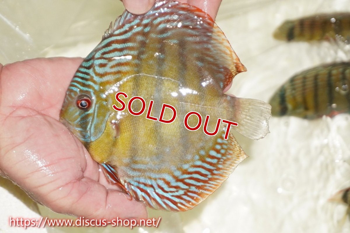 画像1: 【ワイルドディスカス】【通販】【伝説の産地　7年ぶり？の入荷】ラーゴクルムクリブライトブルー【個体販売】14-16cm（生体）クルムクリ産 (1)