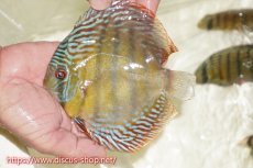 画像1: 【ワイルドディスカス】【通販】【伝説の産地　7年ぶり？の入荷】ラーゴクルムクリブライトブルー【個体販売】14-16cm（生体）クルムクリ産 (1)