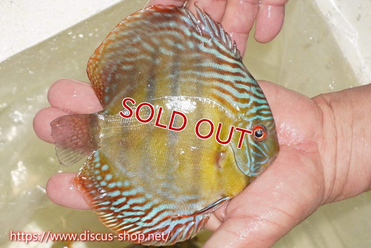 画像2: 【ワイルドディスカス】【通販】【伝説の産地　7年ぶり？の入荷】ラーゴクルムクリブライトブルー【個体販売】14-16cm（生体）クルムクリ産 (2)