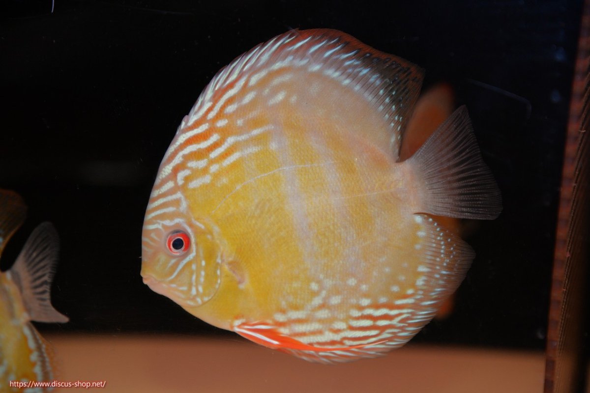 画像1: 【30周年記念セール対象個体】【ワイルドディスカス】【通販】【伝説の産地　7年ぶり？の入荷】ラーゴクルムクリブライトブルー【個体販売】14-16cm（生体）クルムクリ産 (1)