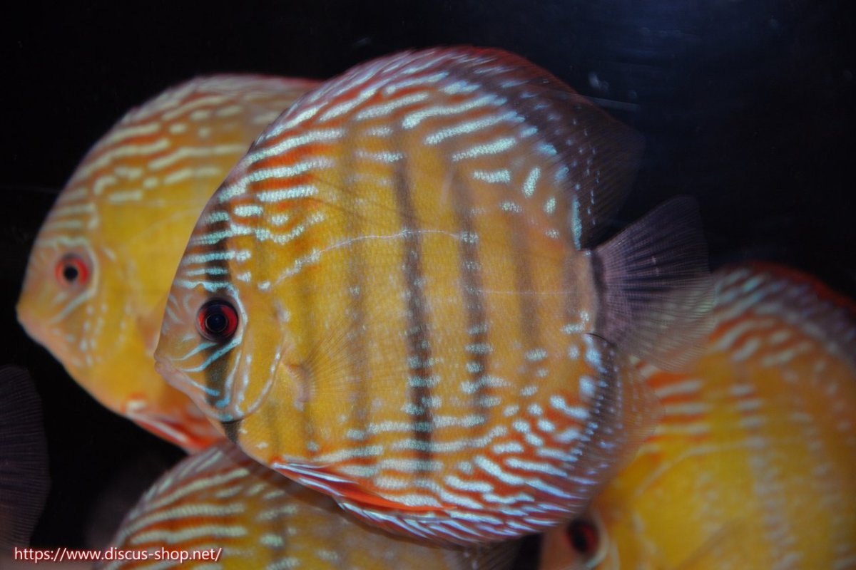 画像1: 【30周年記念セール対象個体】【ワイルドディスカス】【通販】【伝説の産地　7年ぶり？の入荷】ラーゴクルムクリブライトブルー【個体販売】14-16cm（生体）クルムクリ産 (1)