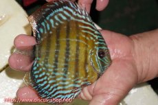 画像3: 【30周年記念セール対象個体】【ワイルドディスカス】【通販】【伝説の産地　7年ぶり？の入荷】ラーゴクルムクリブライトブルー【個体販売】14-16cm（生体）クルムクリ産 (3)