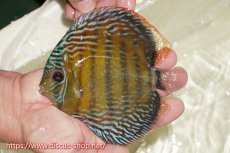 画像1: 【ワイルドディスカス】【通販】【伝説の産地　7年ぶり？の入荷】ラーゴクルムクリブライトブルー【個体販売】14-16cm（生体）クルムクリ産 (1)