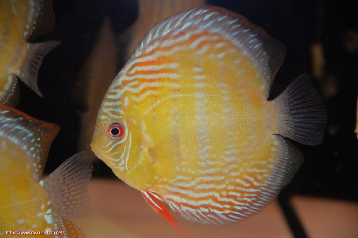 画像2: 【30周年記念セール対象個体】【ワイルドディスカス】【通販】【伝説の産地　7年ぶり？の入荷】ラーゴクルムクリブライトブルー【個体販売】14-16cm（生体）クルムクリ産 (2)