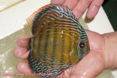 画像4: 【30周年記念セール対象個体】【ワイルドディスカス】【通販】【伝説の産地　7年ぶり？の入荷】ラーゴクルムクリブライトブルー【個体販売】14-16cm（生体）クルムクリ産 (4)