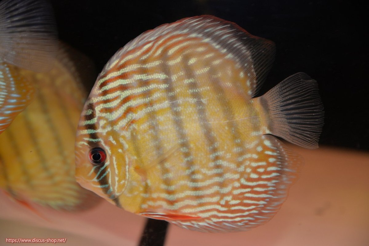 画像2: 【30周年記念セール対象個体】【ワイルドディスカス】【通販】【伝説の産地　7年ぶり？の入荷】ラーゴクルムクリブライトブルー【個体販売】14-16cm（生体）クルムクリ産 (2)