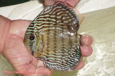 画像3: 【30周年記念セール対象個体】【ワイルドディスカス】【通販】【伝説の産地　7年ぶり？の入荷】ラーゴクルムクリブライトブルー【個体販売】14-16cm（生体）クルムクリ産 (3)