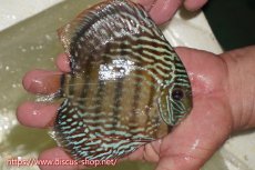 画像4: 【30周年記念セール対象個体】【ワイルドディスカス】【通販】【伝説の産地　7年ぶり？の入荷】ラーゴクルムクリブライトブルー【個体販売】14-16cm（生体）クルムクリ産 (4)