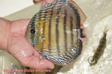 画像1: 【ワイルドディスカス】【通販】【伝説の産地　7年ぶり？の入荷】ラーゴクルムクリブライトブルー【個体販売】14-16cm（生体）クルムクリ産 (1)