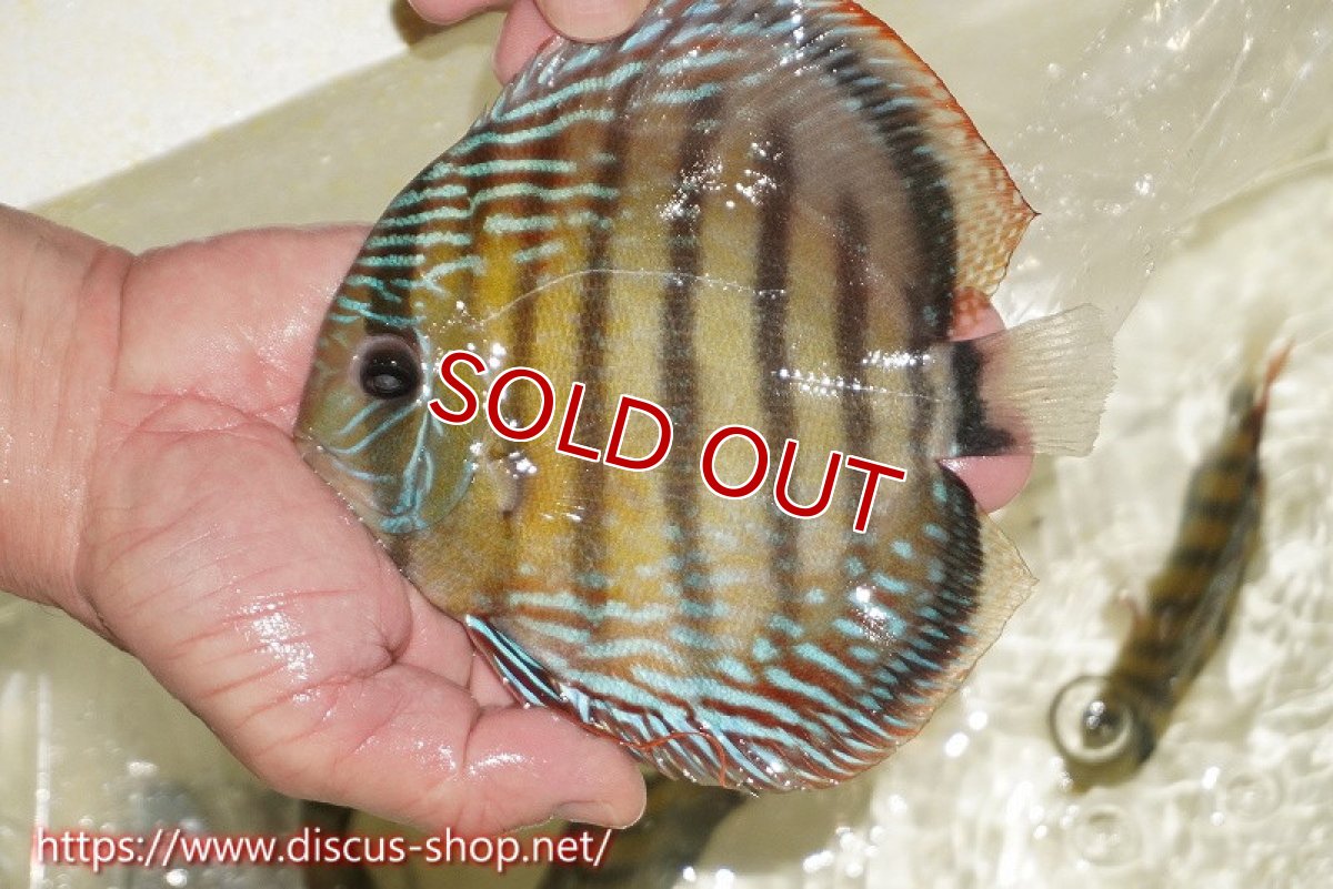 画像2: 【サマーセール対象個体　２匹以上でクーポンご利用で20％OFF】【ワイルドディスカス】【通販】【伝説の産地　7年ぶり？の入荷】ラーゴクルムクリブライトブルー（オレンジ目）【個体販売】14-16cm（生体）クルムクリ産 (2)