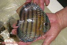 画像2: 【ワイルドディスカス】【通販】【伝説の産地　7年ぶり？の入荷】ラーゴクルムクリブライトブルー【個体販売】14-16cm（生体）クルムクリ産 (2)