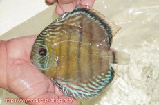 画像1: 【ワイルドディスカス】【通販】【伝説の産地　7年ぶり？の入荷】ラーゴクルムクリブライトブルー【個体販売】14-16cm（生体）クルムクリ産 (1)