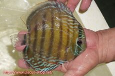 画像2: 【ワイルドディスカス】【通販】【伝説の産地　7年ぶり？の入荷】ラーゴクルムクリブライトブルー【個体販売】14-16cm（生体）クルムクリ産 (2)