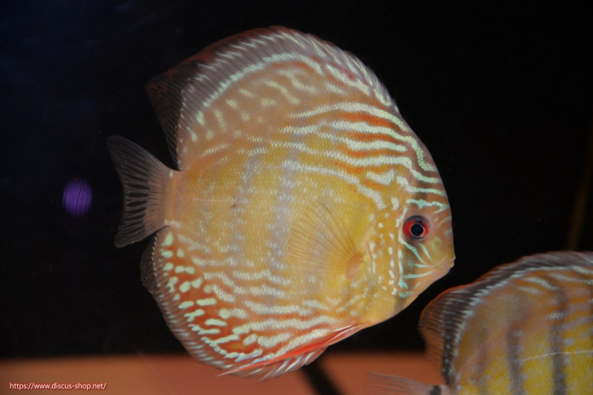 画像1: 【30周年記念セール対象個体】【ワイルドディスカス】【通販】【伝説の産地　7年ぶり？の入荷】ラーゴクルムクリブライトブルー【個体販売】14-16cm（生体）クルムクリ産 (1)