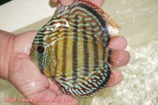 画像1: 【ワイルドディスカス】【通販】【伝説の産地　7年ぶり？の入荷】ラーゴクルムクリブライトブルー【個体販売】14-16cm（生体）クルムクリ産 (1)