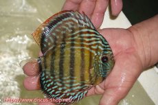 画像3: 【30周年記念セール対象個体】【ワイルドディスカス】【通販】【伝説の産地　7年ぶり？の入荷】ラーゴクルムクリブライトブルー【個体販売】14-16cm（生体）クルムクリ産 (3)