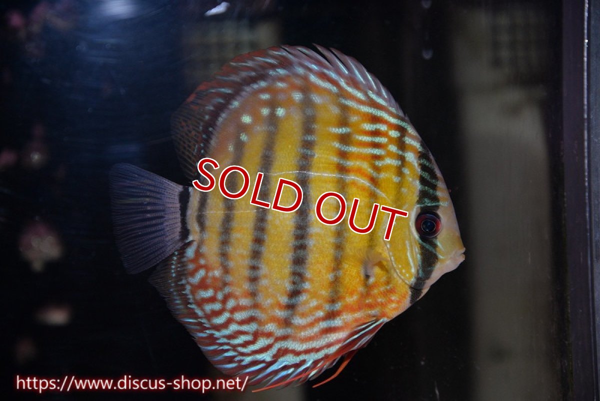 画像1: 【水槽整理のため完全在庫処分　2匹以上ご購入で合計金額から50％OFF】【ワイルドディスカス】【通販】【伝説の産地　7年ぶり？の入荷】ラーゴクルムクリブライトブルー【個体販売】14-16cm（生体）クルムクリ産 (1)