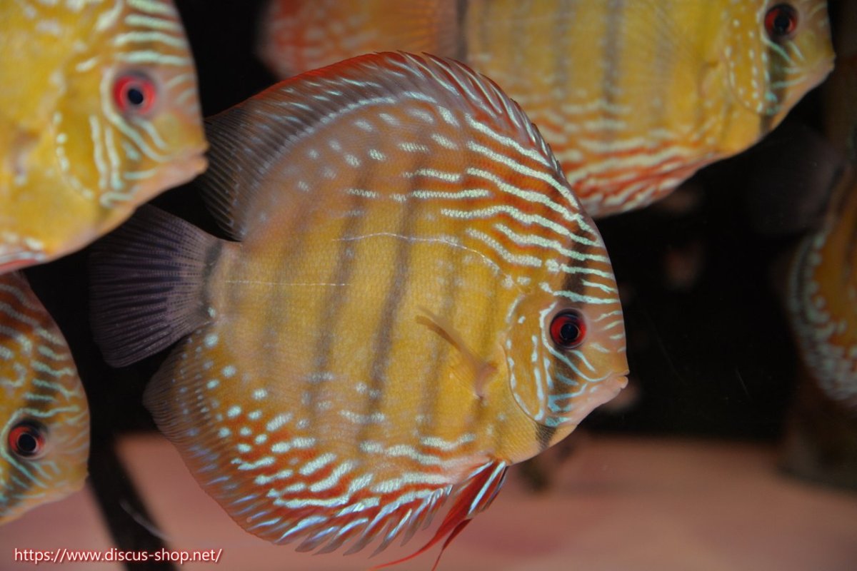 画像1: 【30周年記念セール対象個体】【ワイルドディスカス】【通販】【伝説の産地　7年ぶり？の入荷】ラーゴクルムクリブライトブルー【個体販売】14-16cm（生体）クルムクリ産 (1)