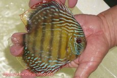 画像2: 【ワイルドディスカス】【通販】【伝説の産地　7年ぶり？の入荷】ラーゴクルムクリブライトブルー【個体販売】14-16cm（生体）クルムクリ産 (2)